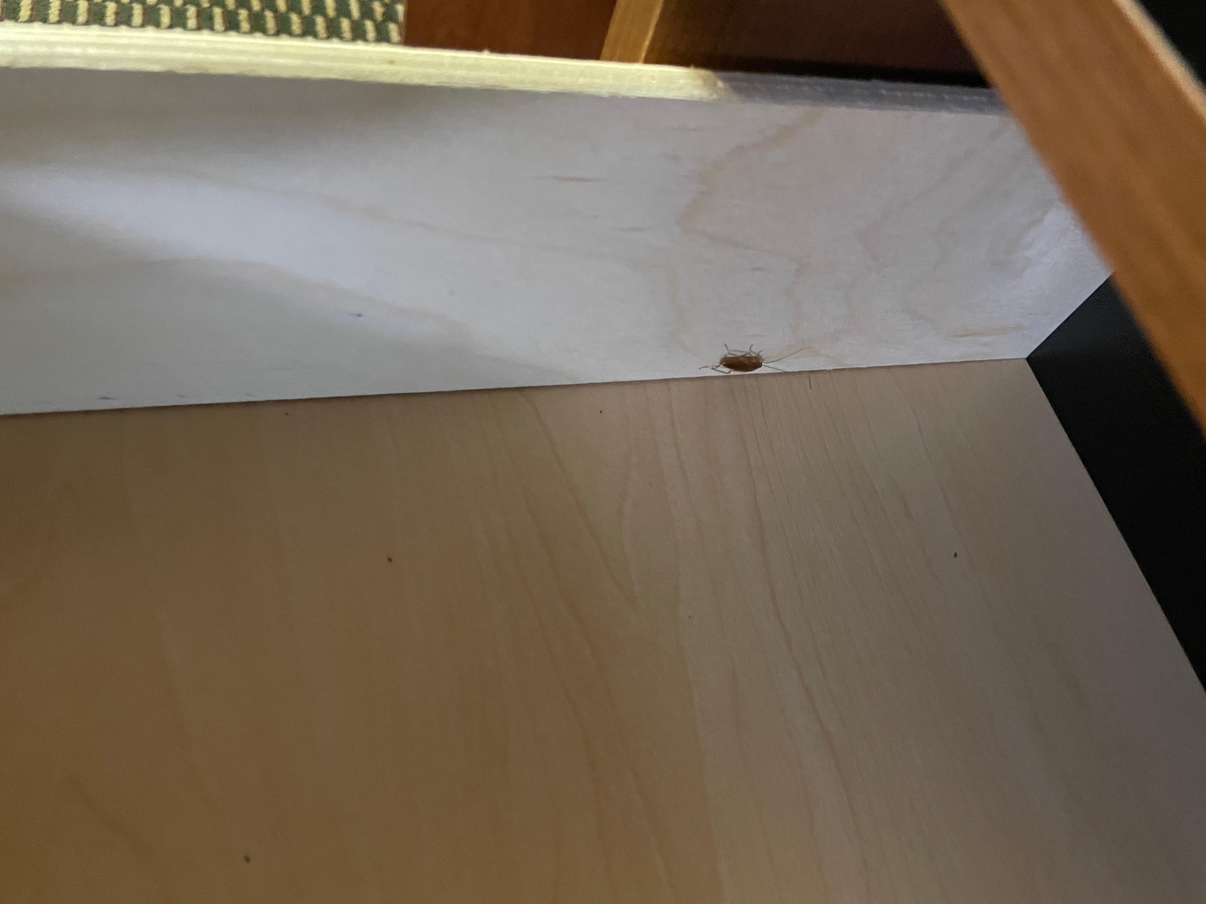 Cockroach in drawer