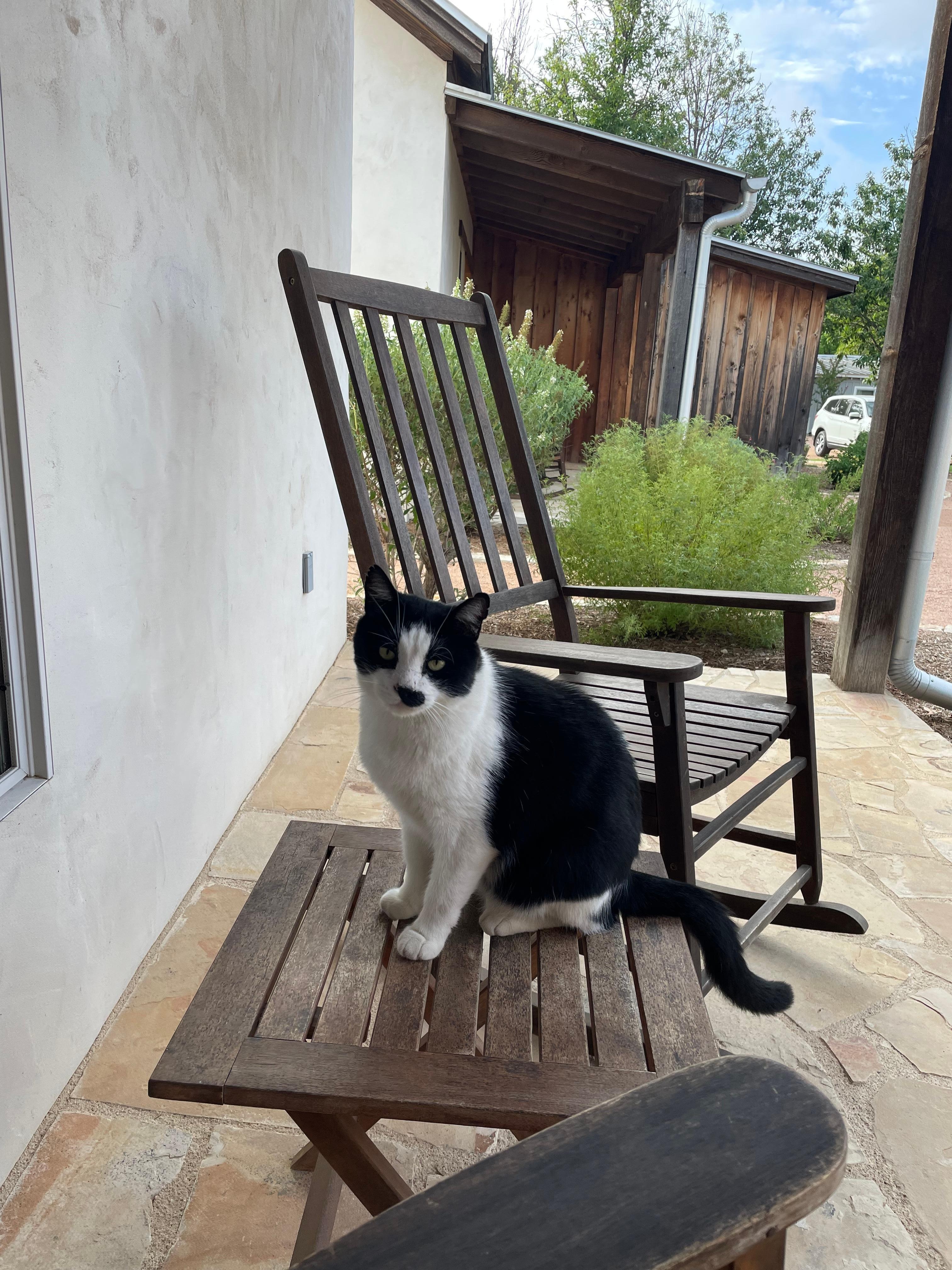 Oreo the property cat came to visit