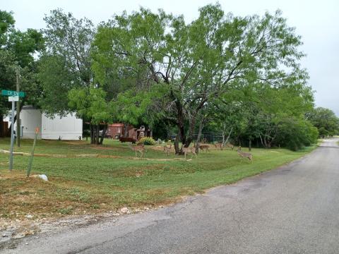 Deer just having lunch