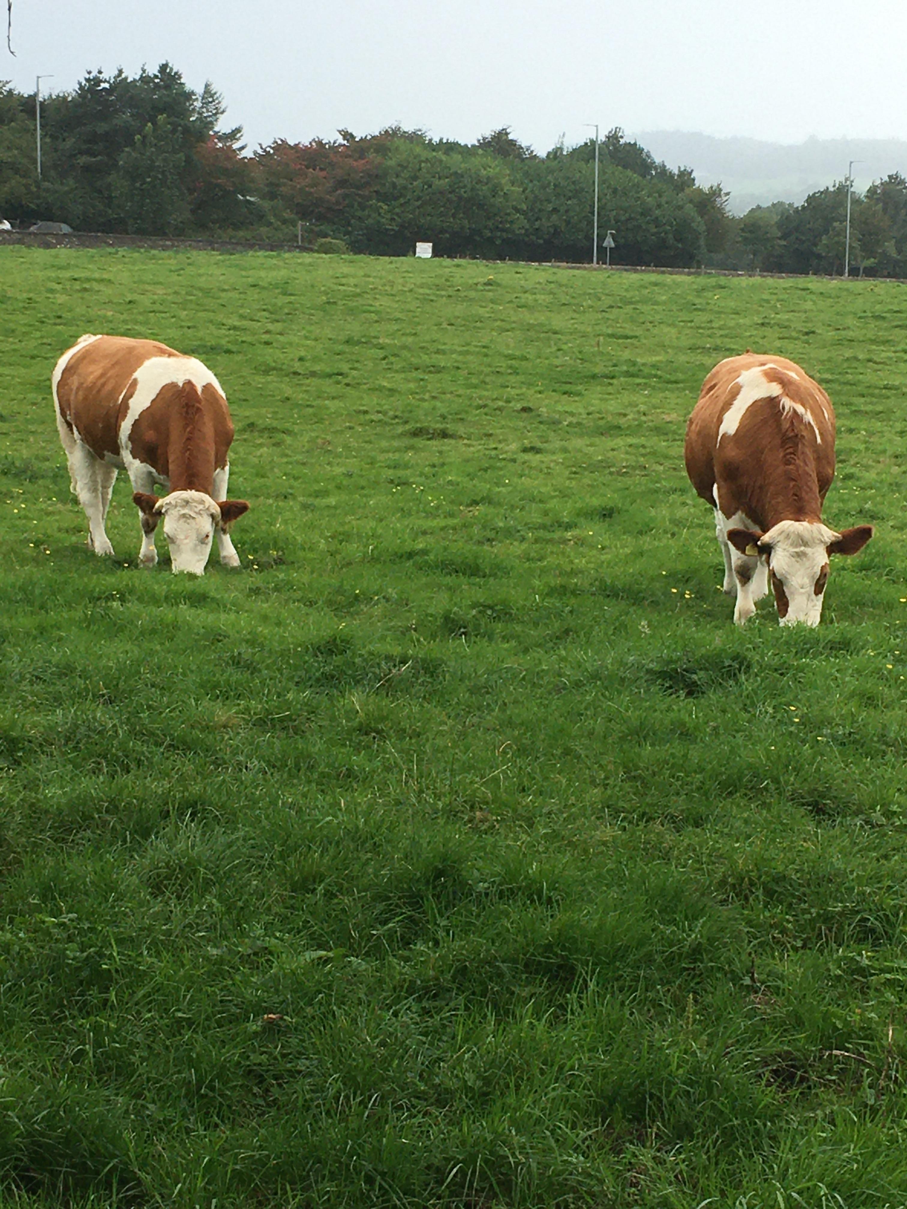 This is the view from the window!!