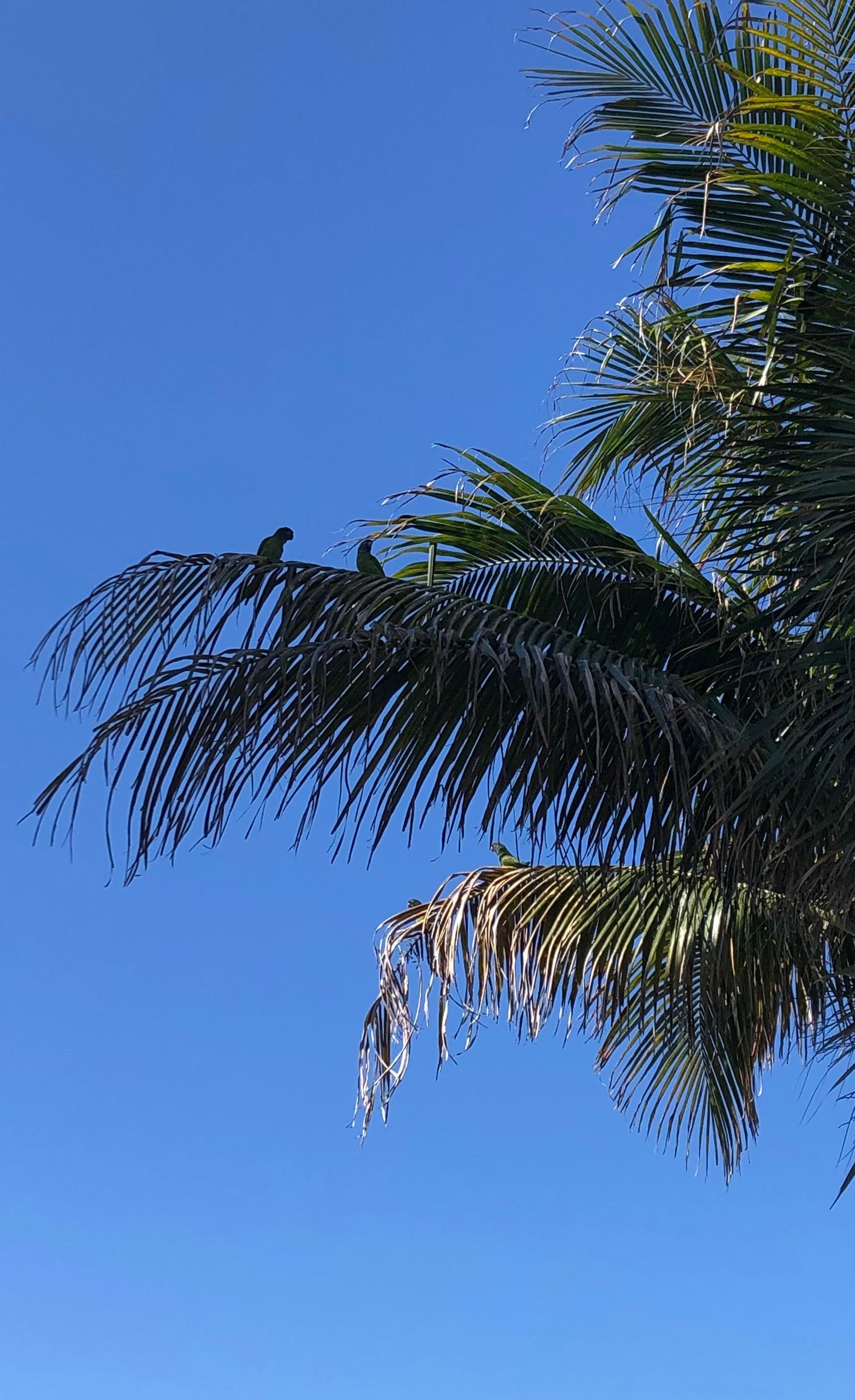 Wild Green parrots 