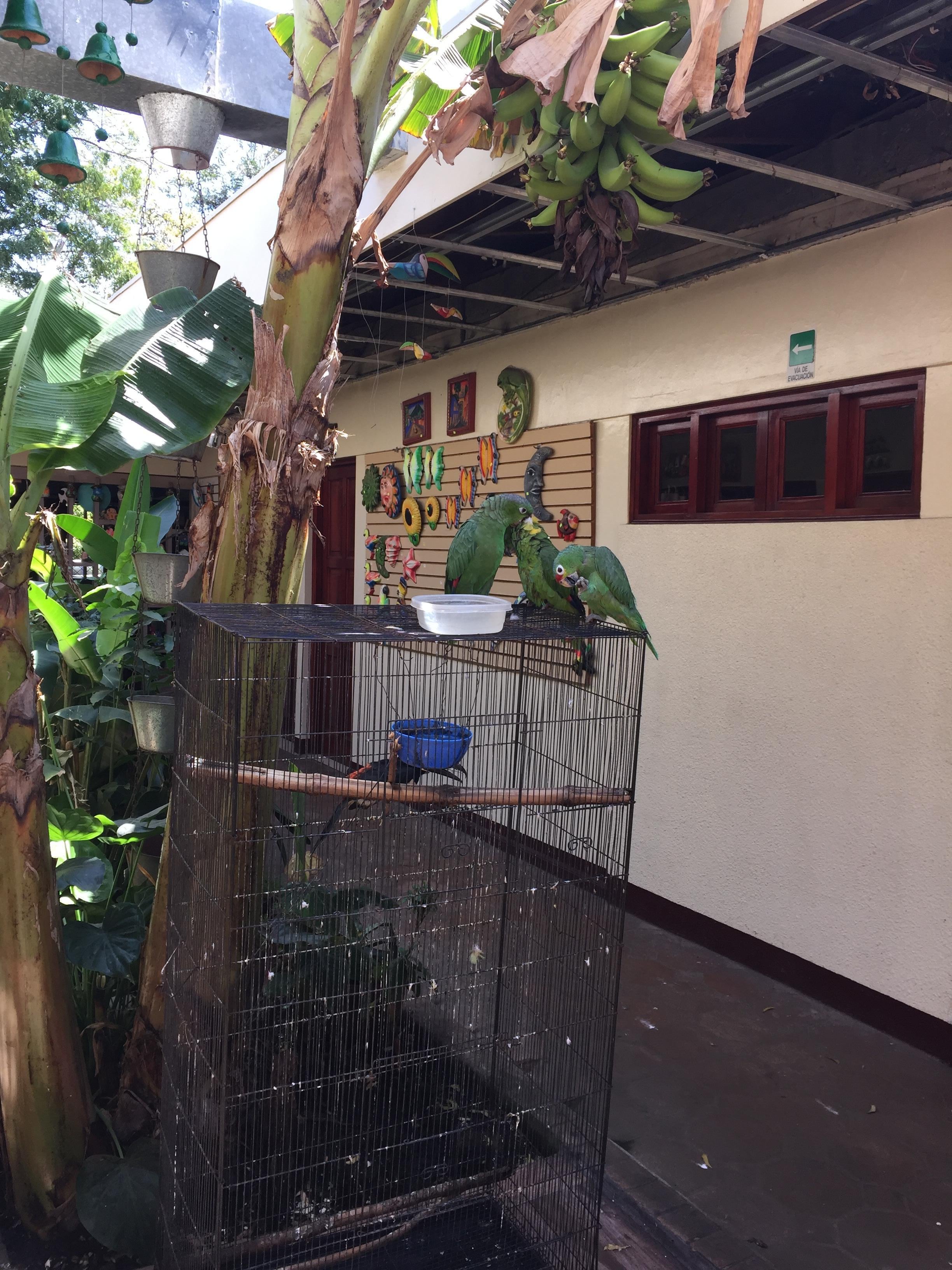 Parrots!!!