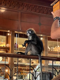 Monkeys around the resort