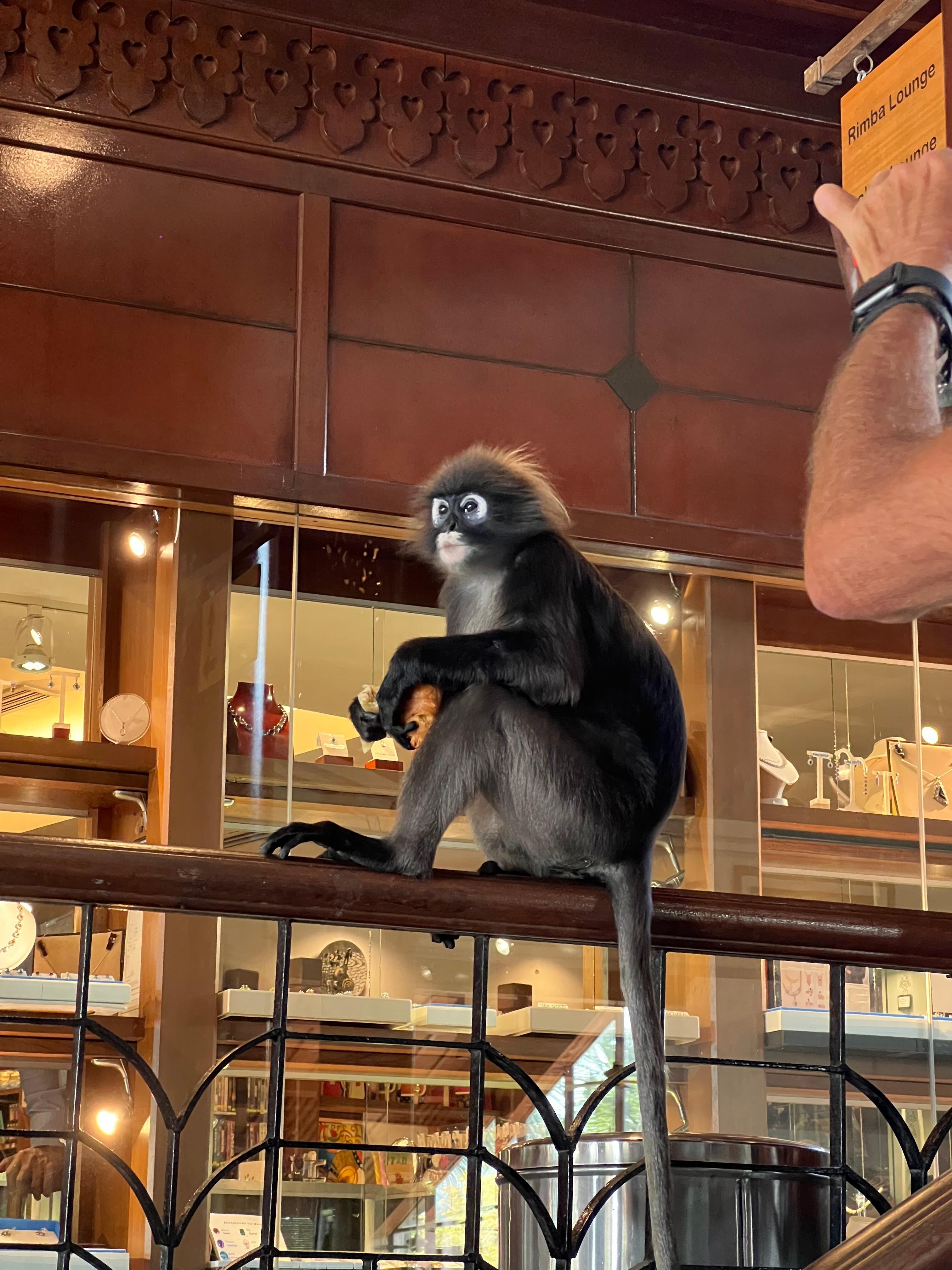 Monkeys around the resort