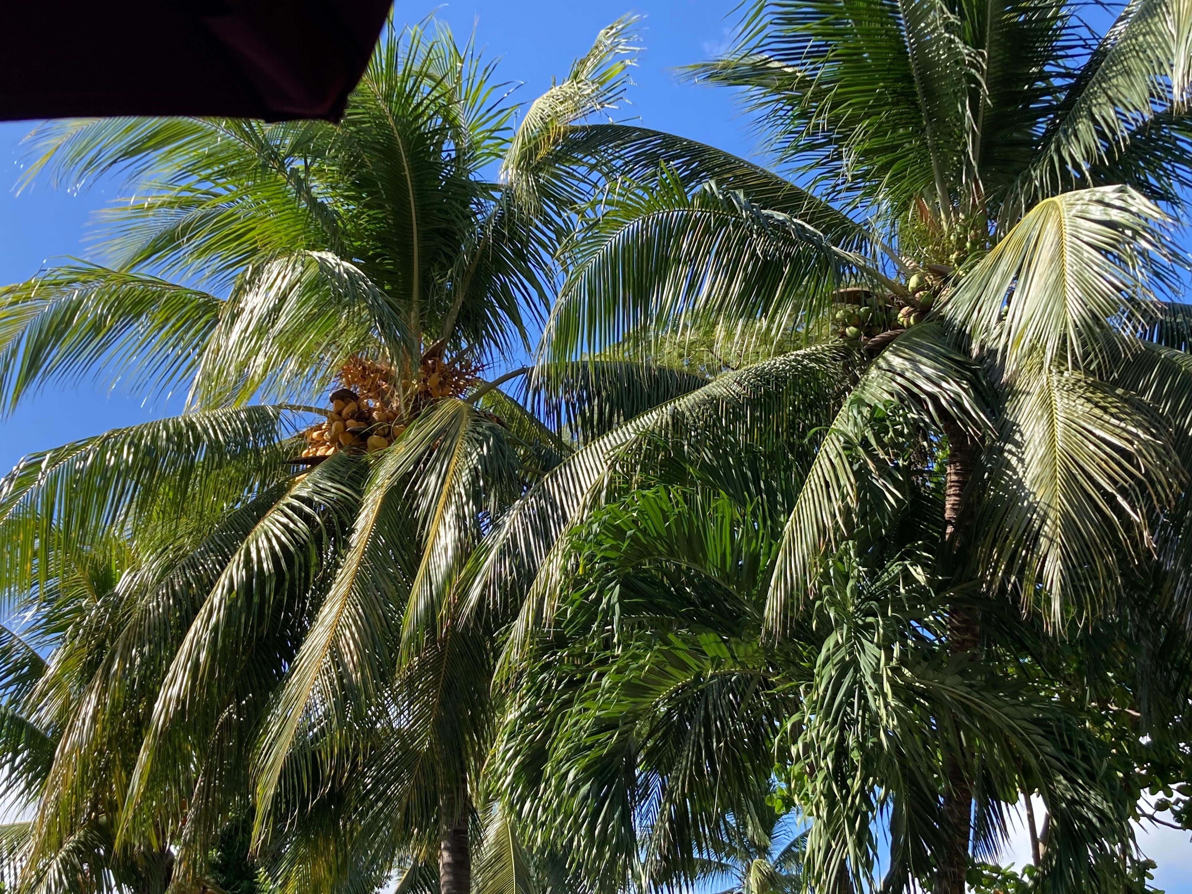 プールサイドを見ながら美味しい食事が出来ます。