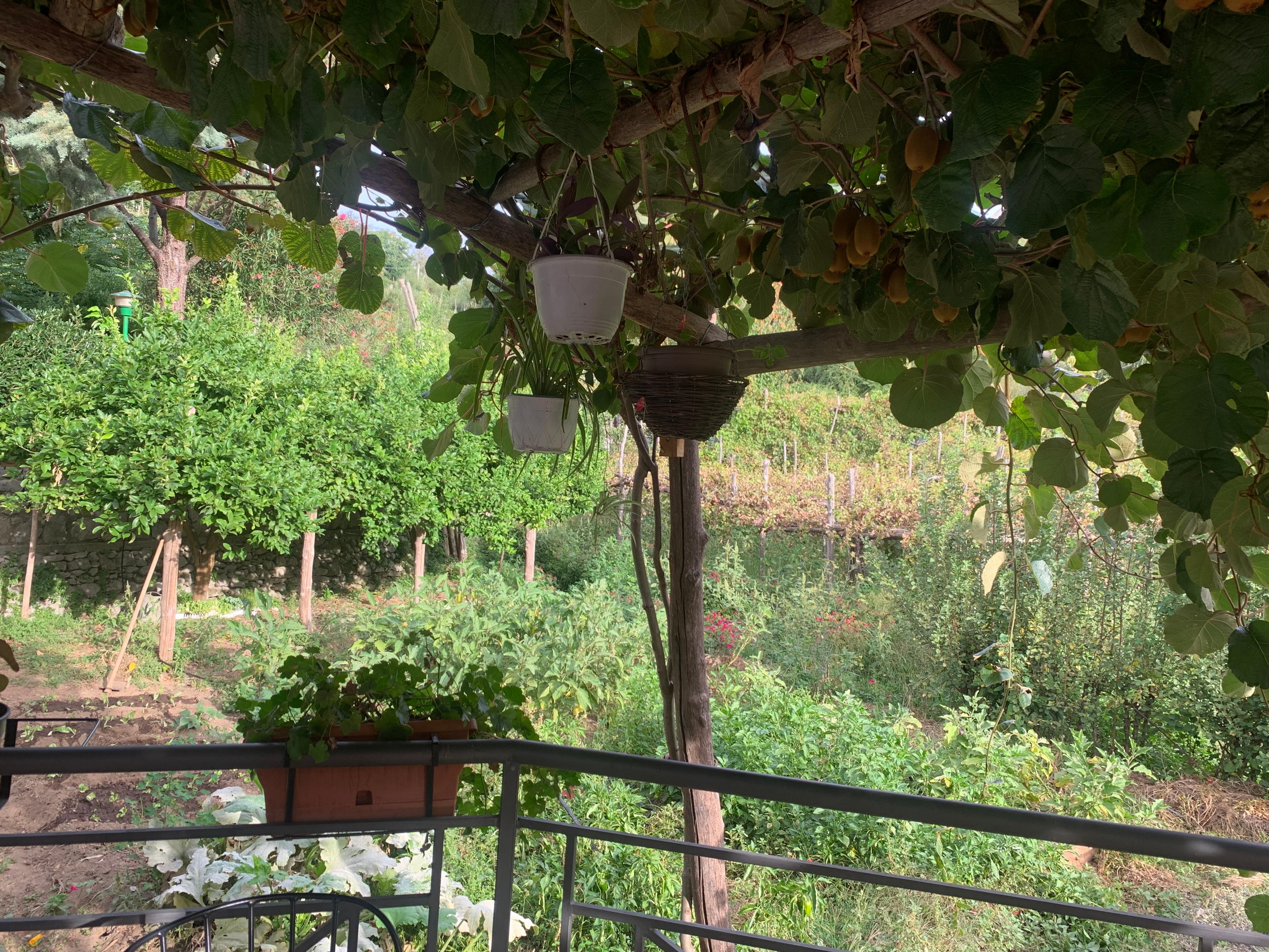 A view of the garden from the breakfast area.