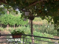 A view of the garden from the breakfast area.