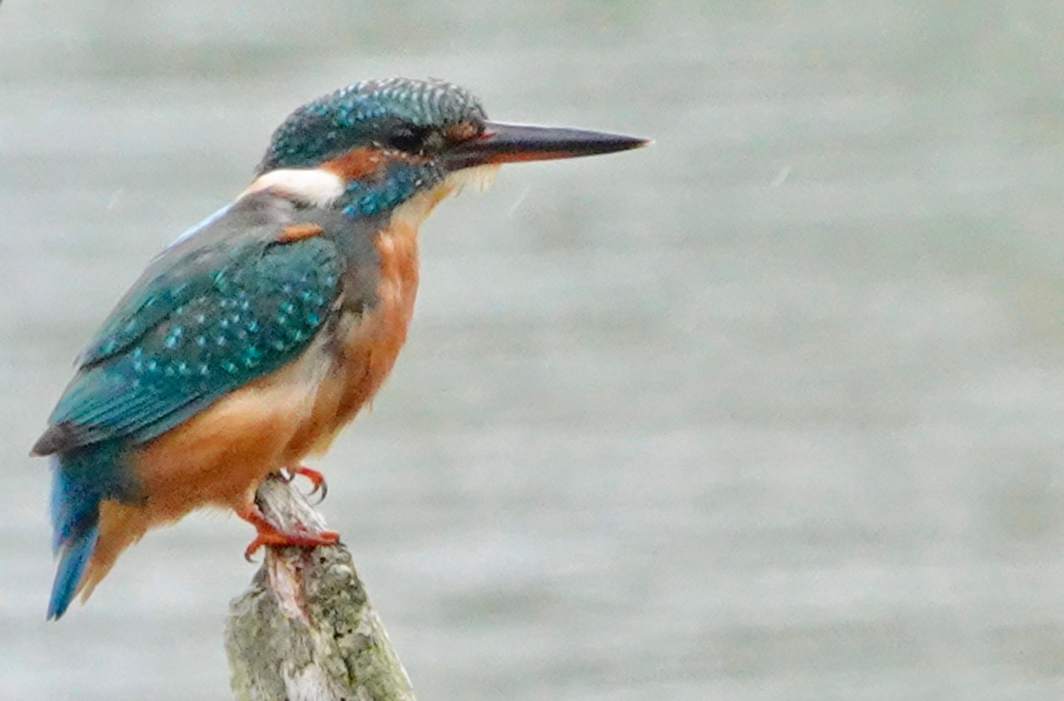 Ijsvogel in Domaine d'oiseaux