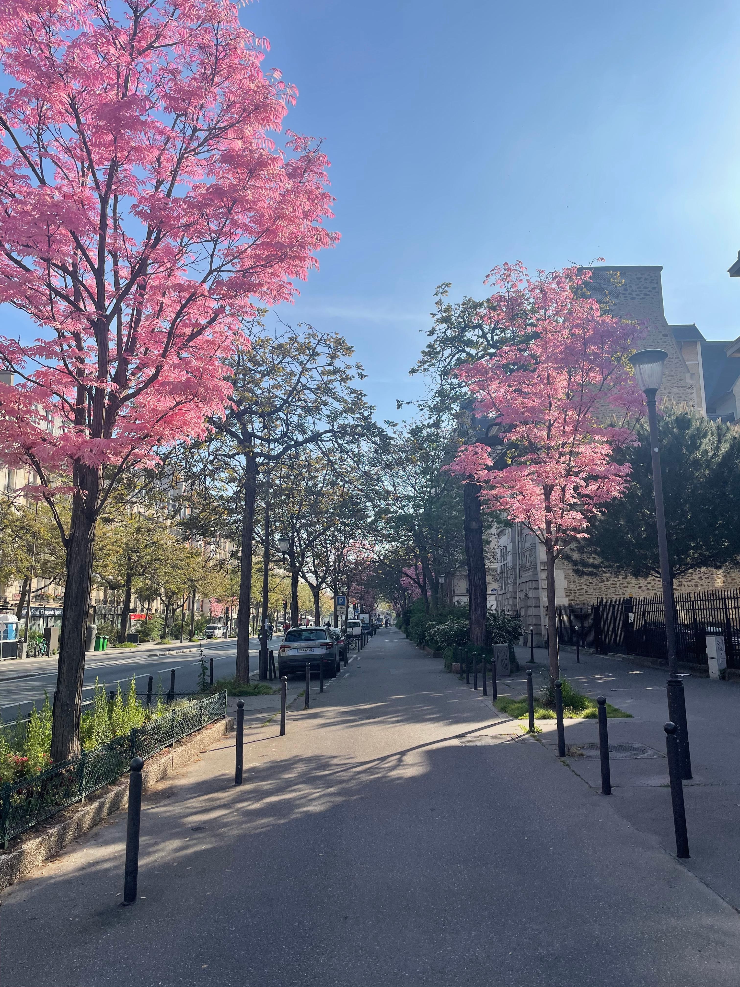 Nydelige rosa trær i gaten utenfor