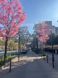 Nydelige rosa trær i gaten utenfor