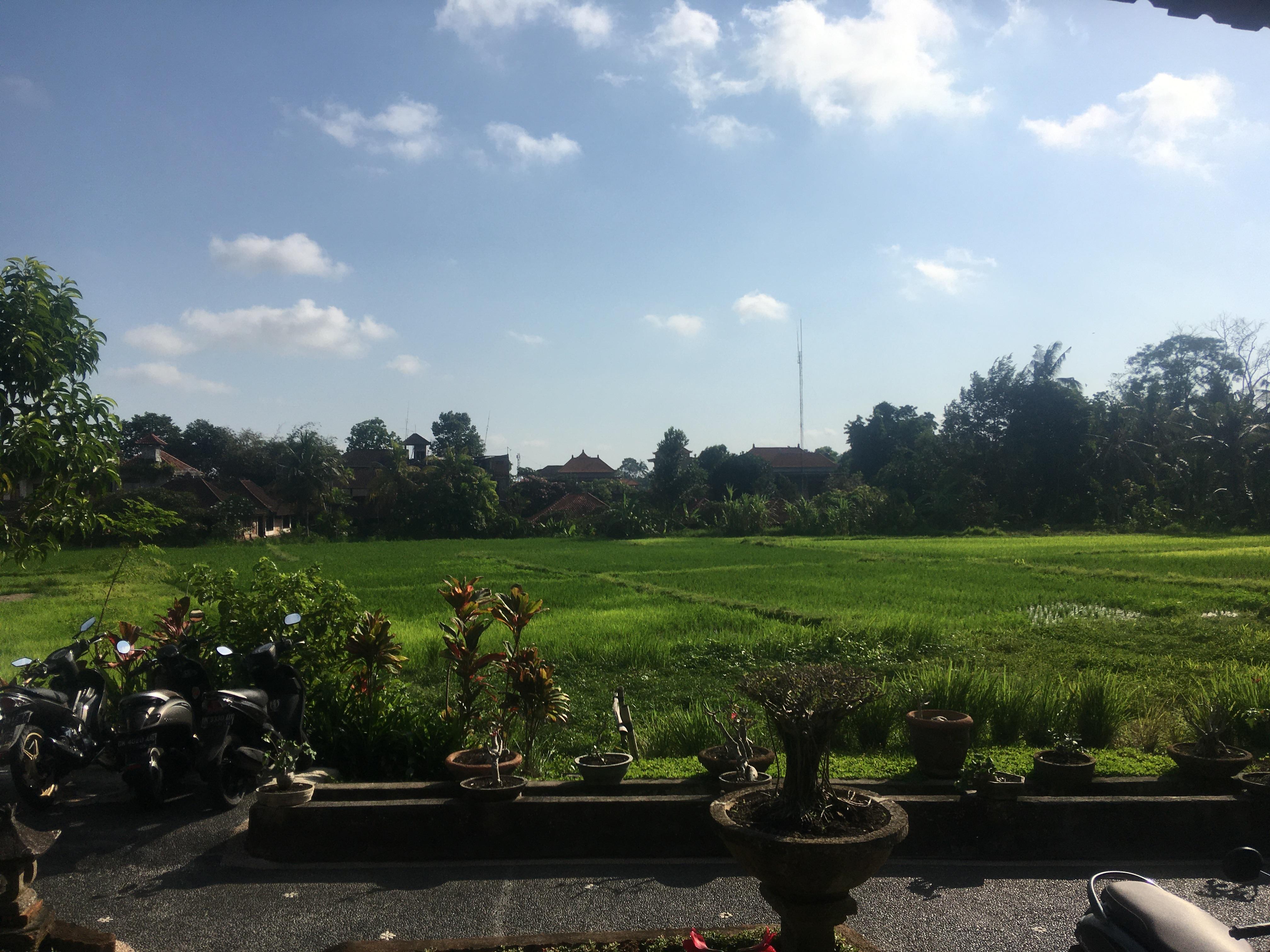 View of the rice fields from our terrace 