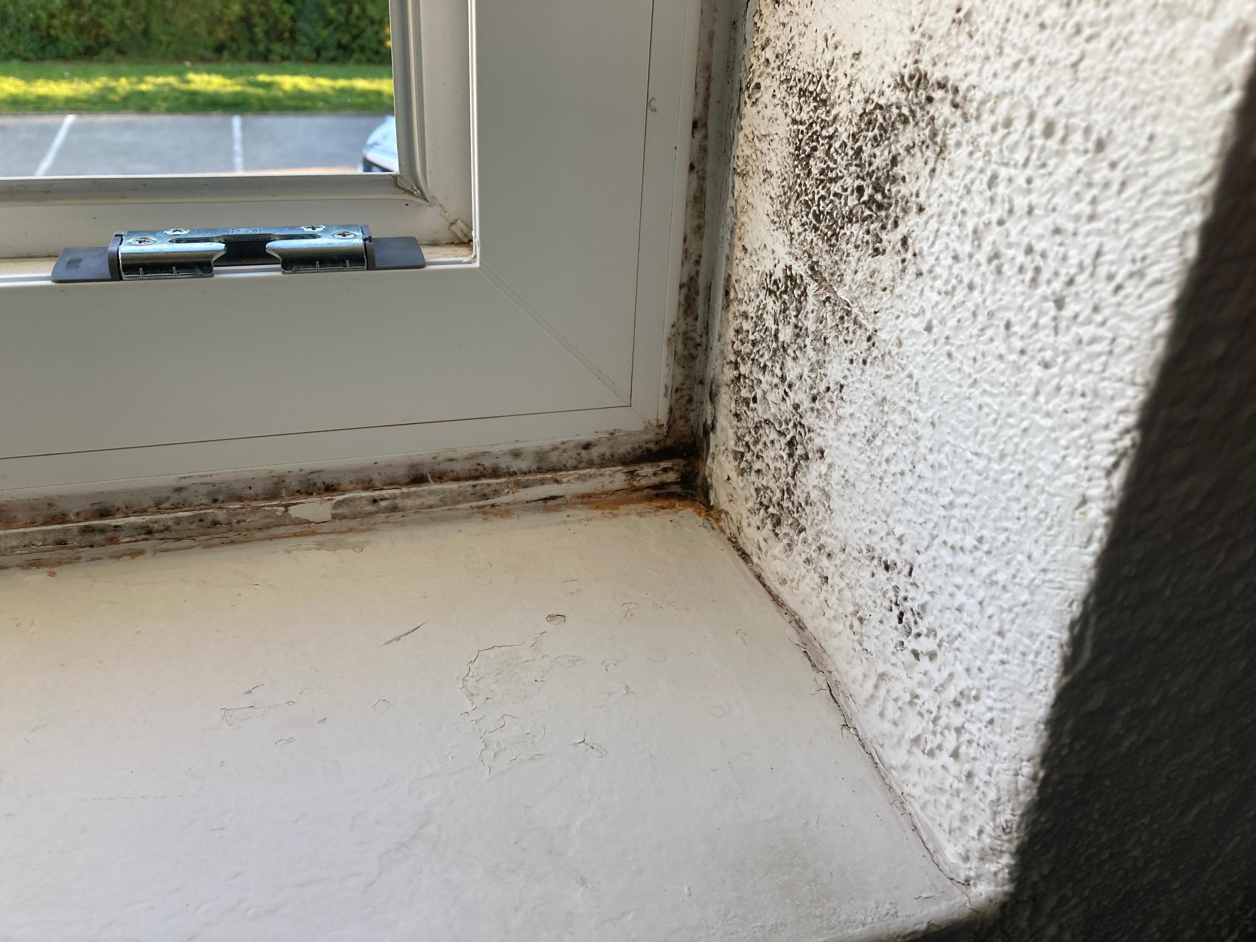 Black mold