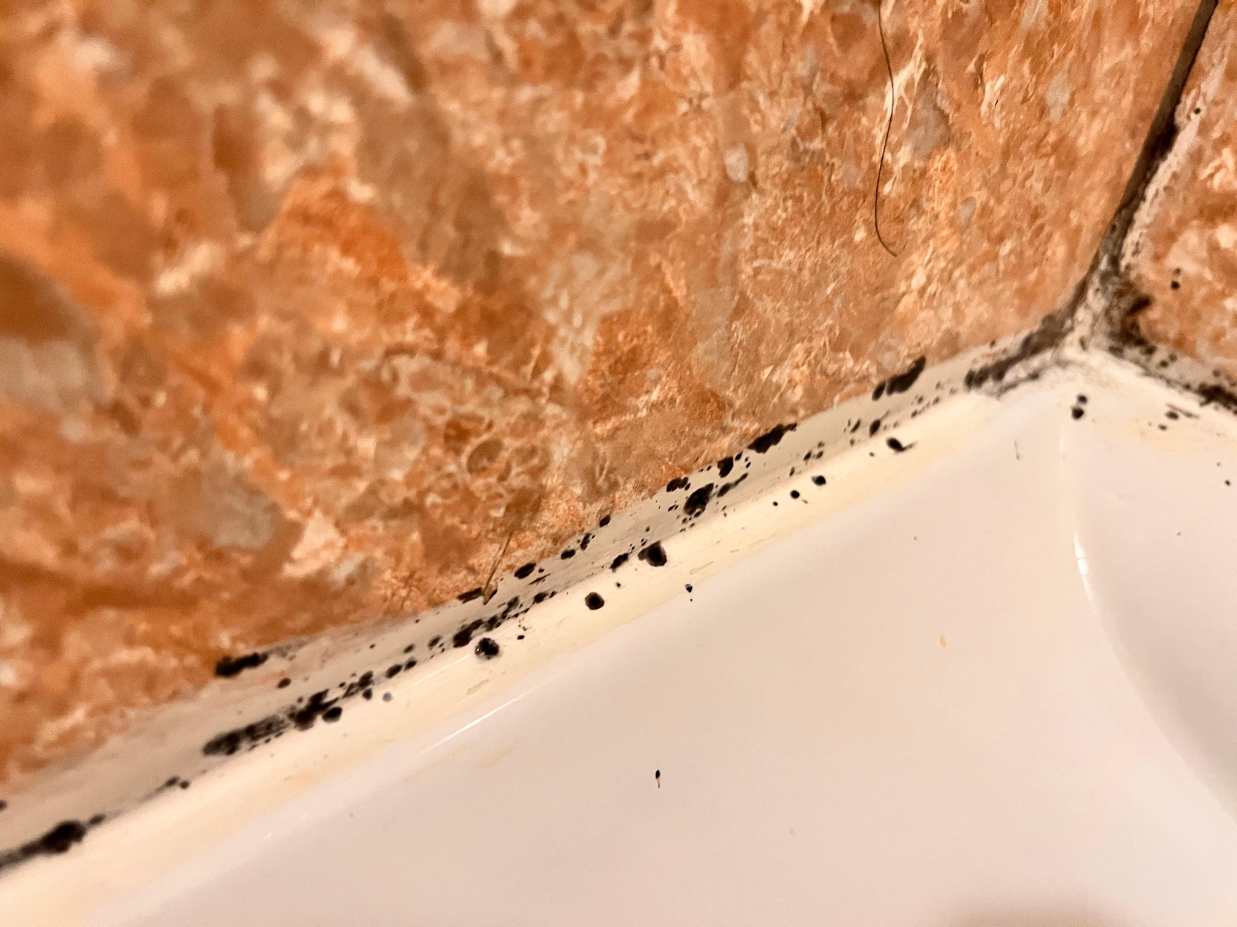 Black mould in shower