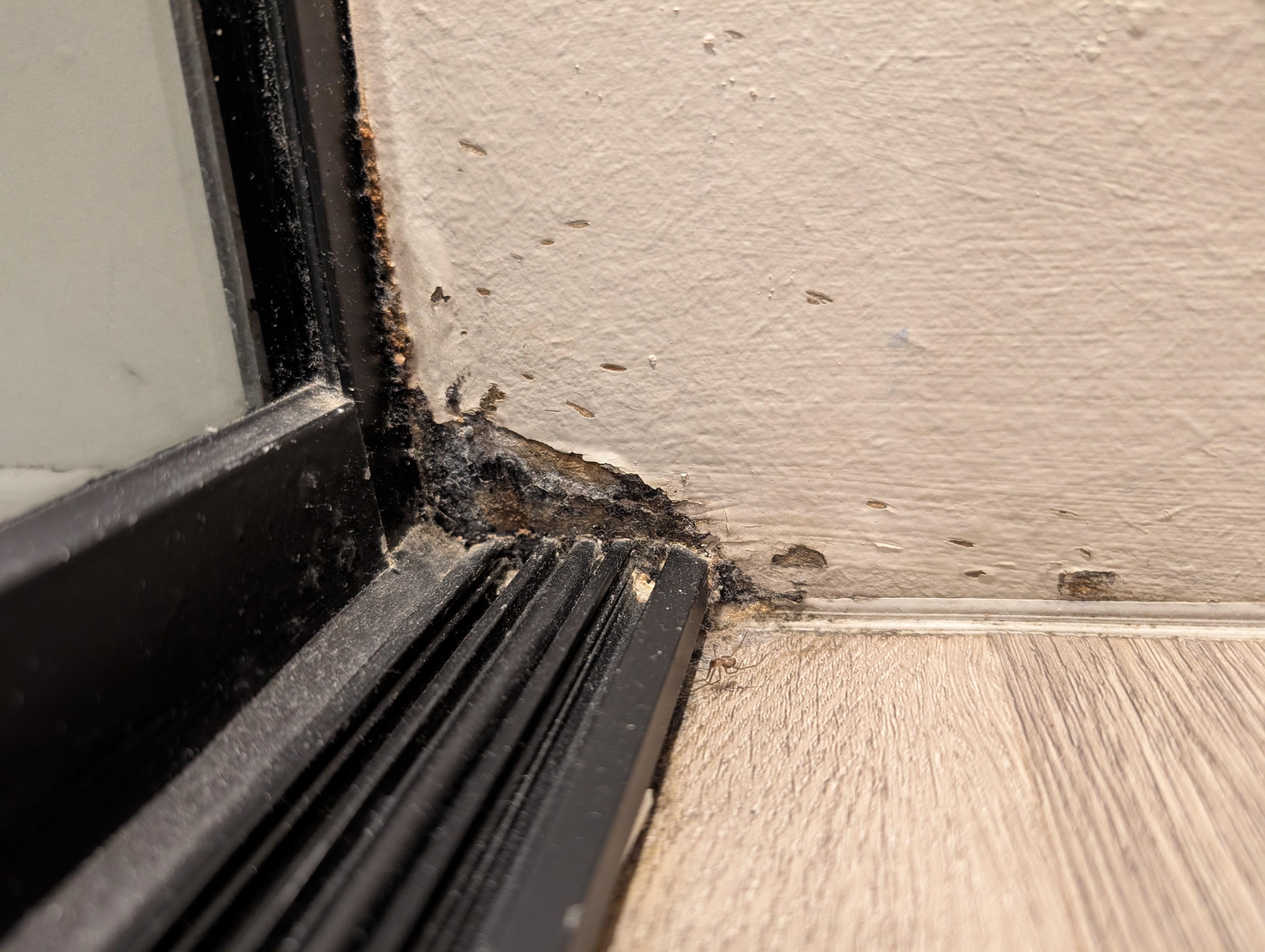 Mould