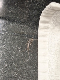 kleiner Besucher im Badezimmer