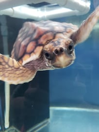 Sea turtle at the local Sea Turtle (rescue and) Museum