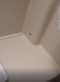 Une araignée dans la chambre