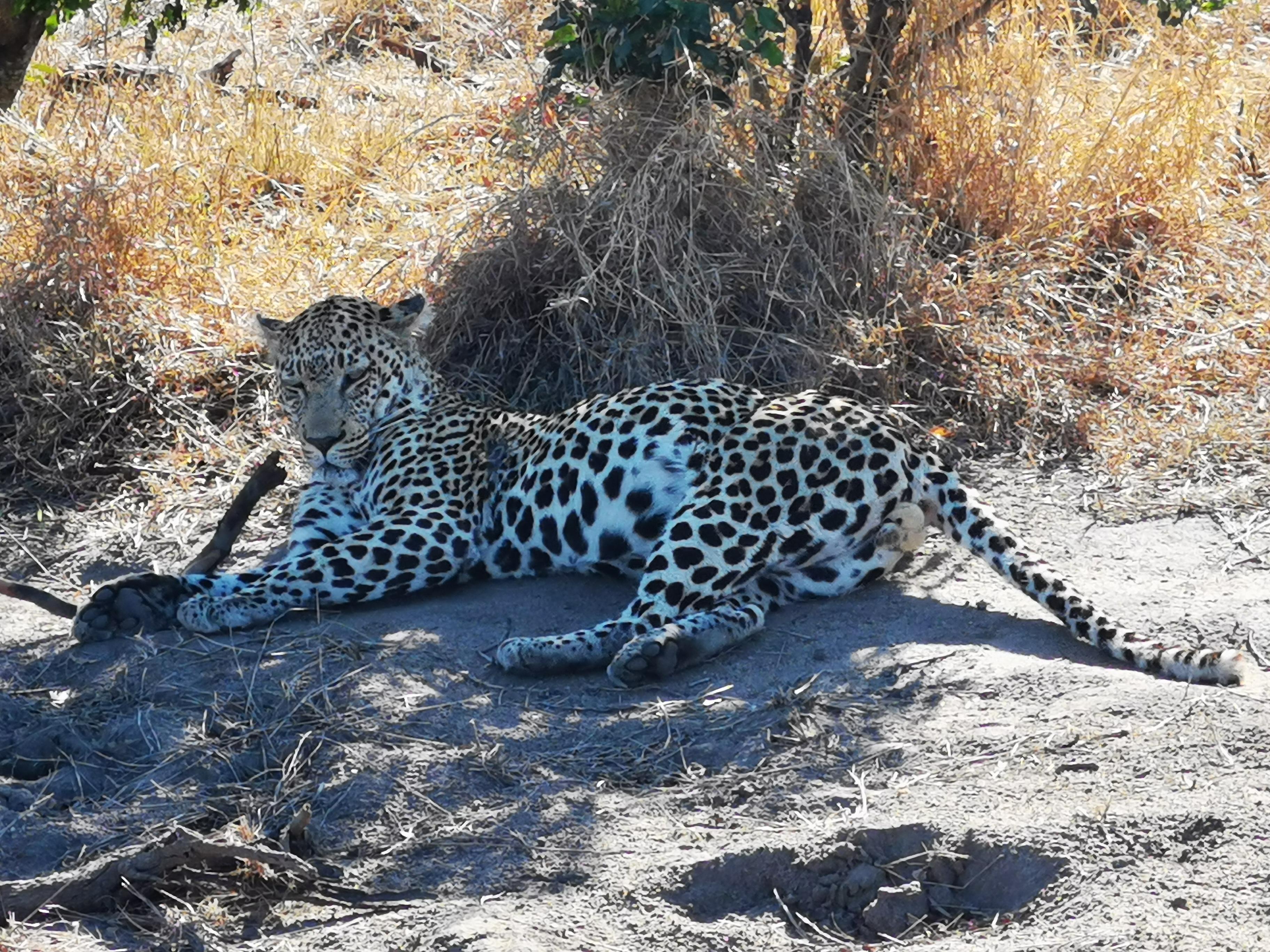 Pendant les game drive, nous avons vu le Big five