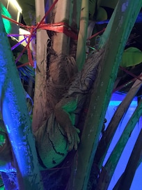 Greg the resident iguana