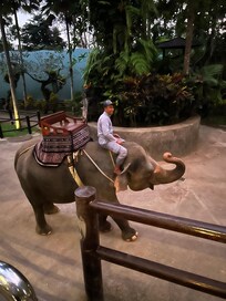 På elefant til dinner