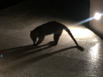 Conociendo fauna
