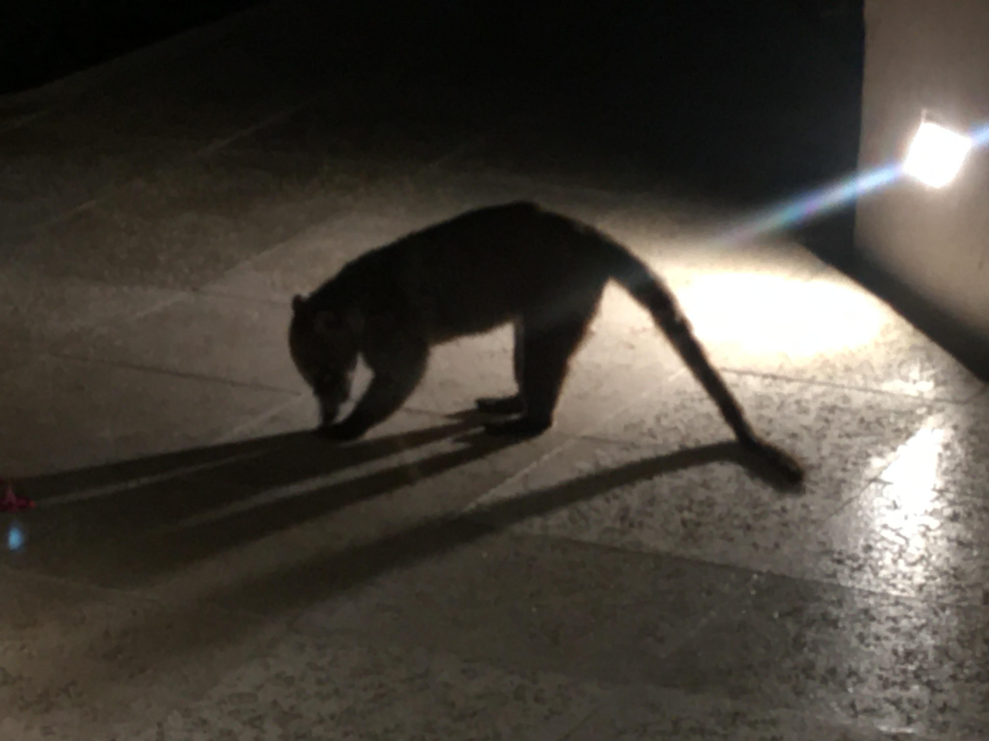 Conociendo fauna