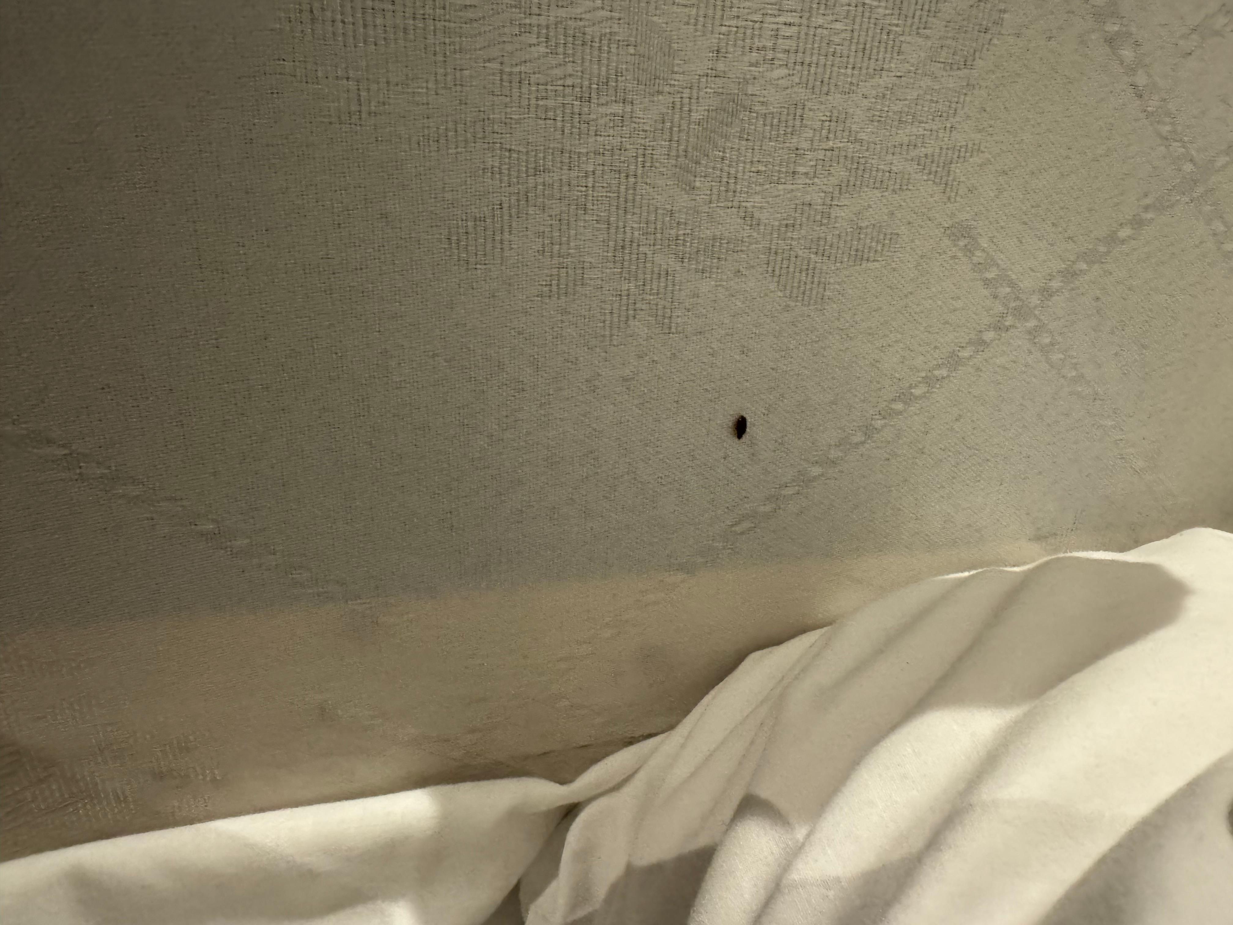 Bed bug