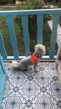 Köpeğimizle balkonumuzda.