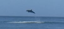 dolphins play about 100 ft out from beach