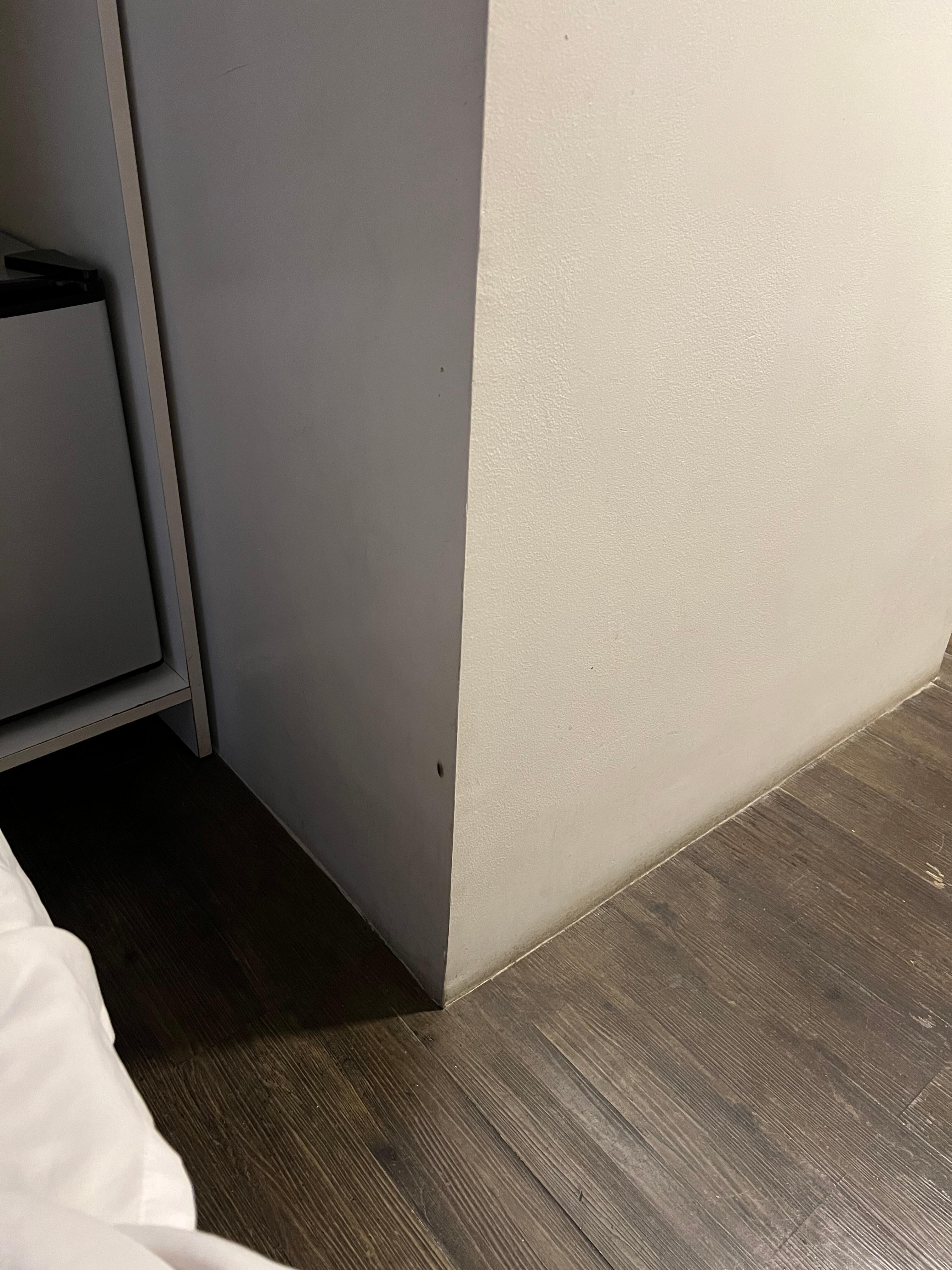 Cockroach on the wall