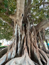 Magnoliafiken er flott og spennende.