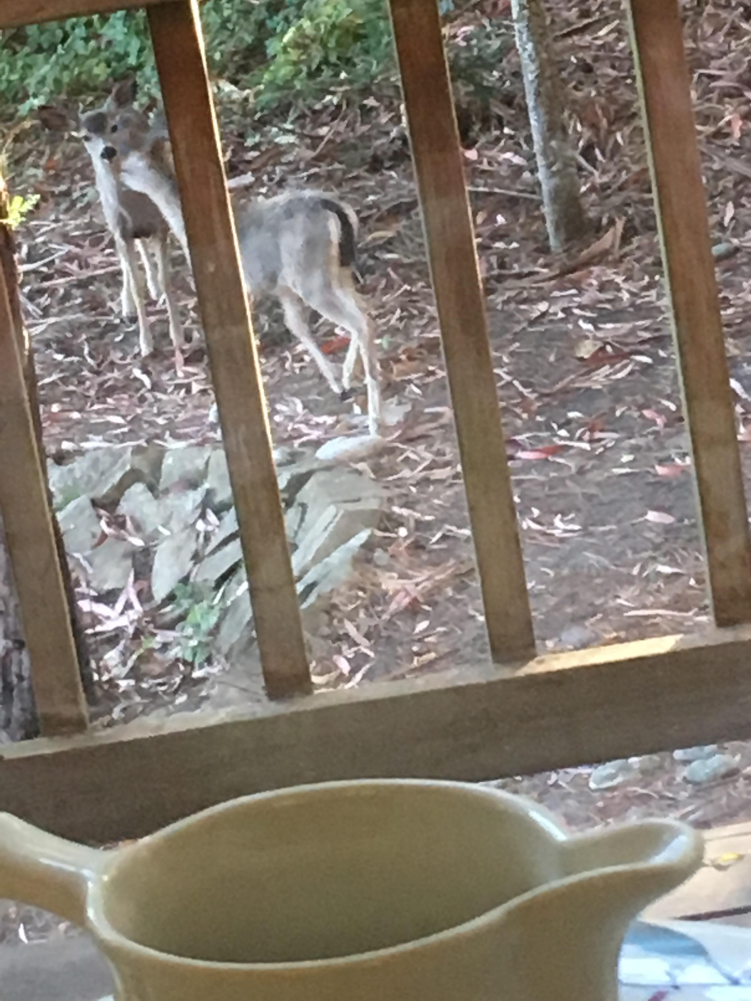 Deer in the backyard 