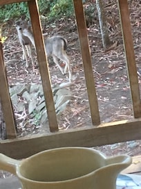 Deer in the backyard