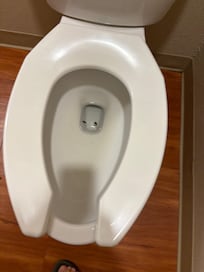 2 dead bugs in toilet