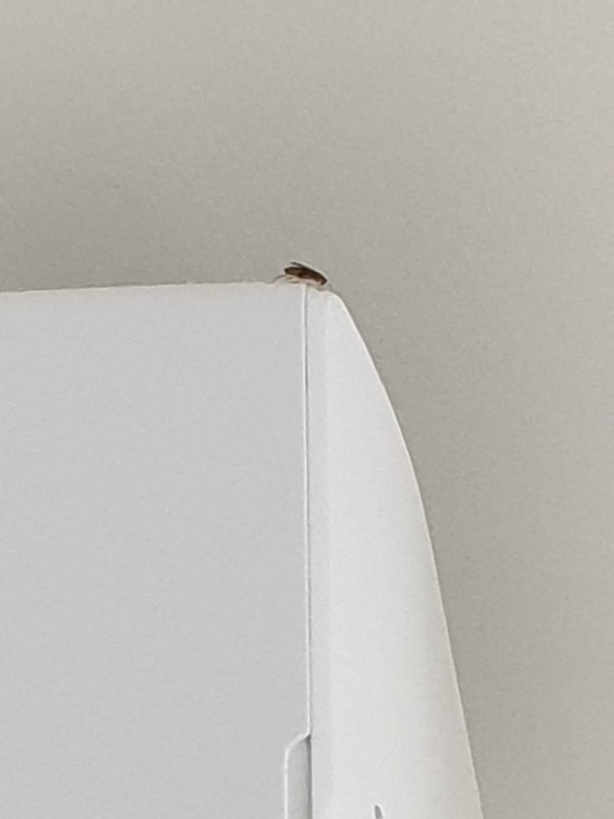 A cockroach on the AC in the bedroom.