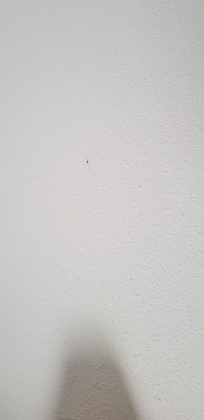 Insectes écrasés