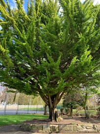 This is a tree I came across while in Elgin’s Cooper park