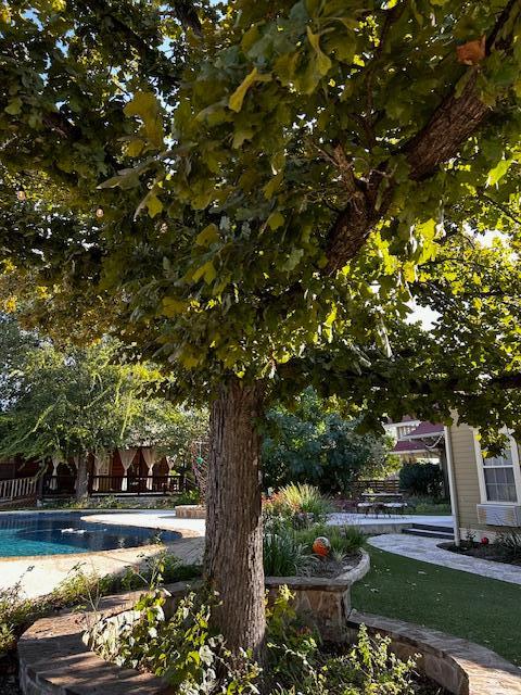 Awesome Tree by the Pool