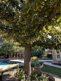 Awesome Tree by the Pool