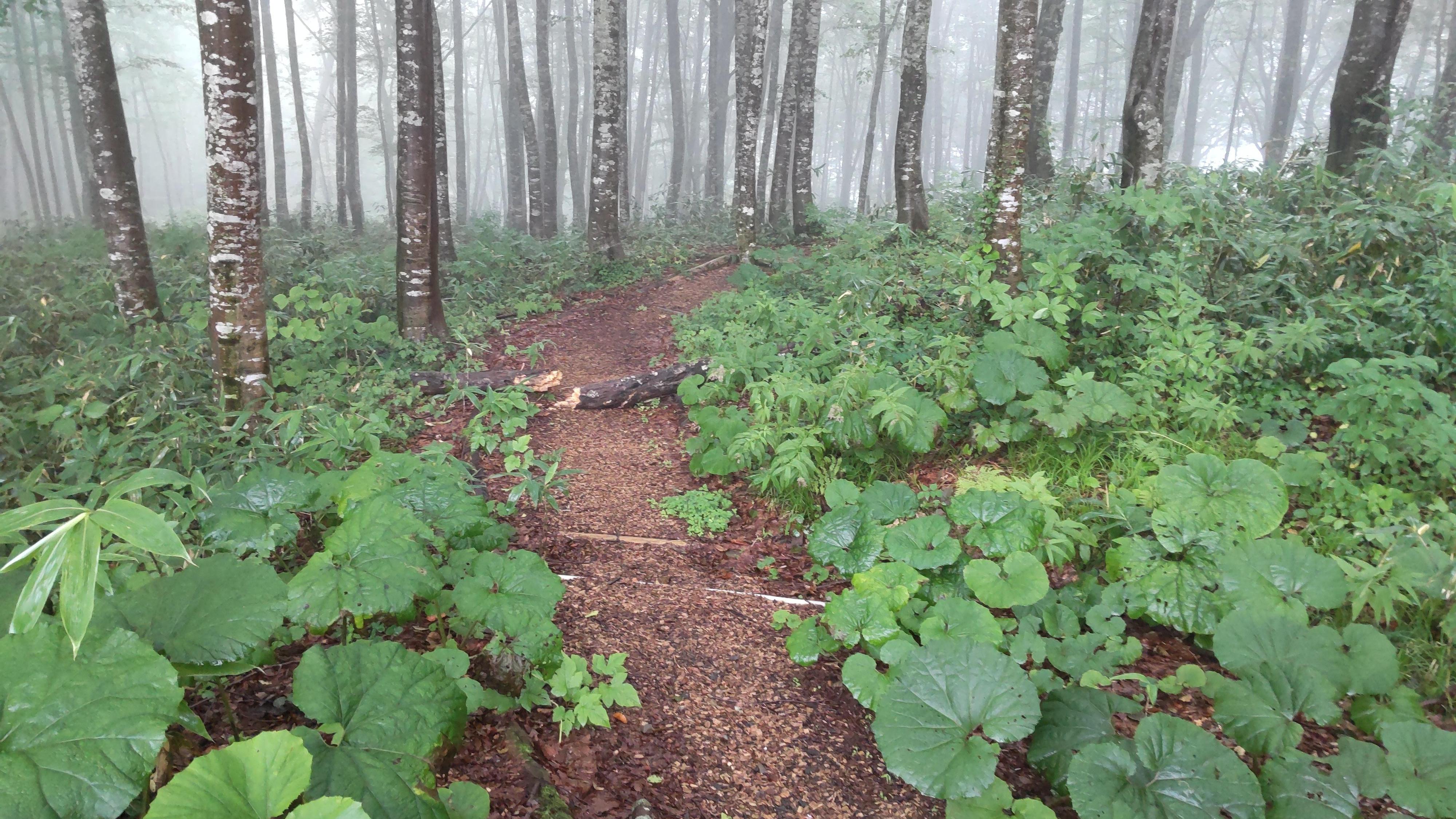 宿の前に広がるブナ林