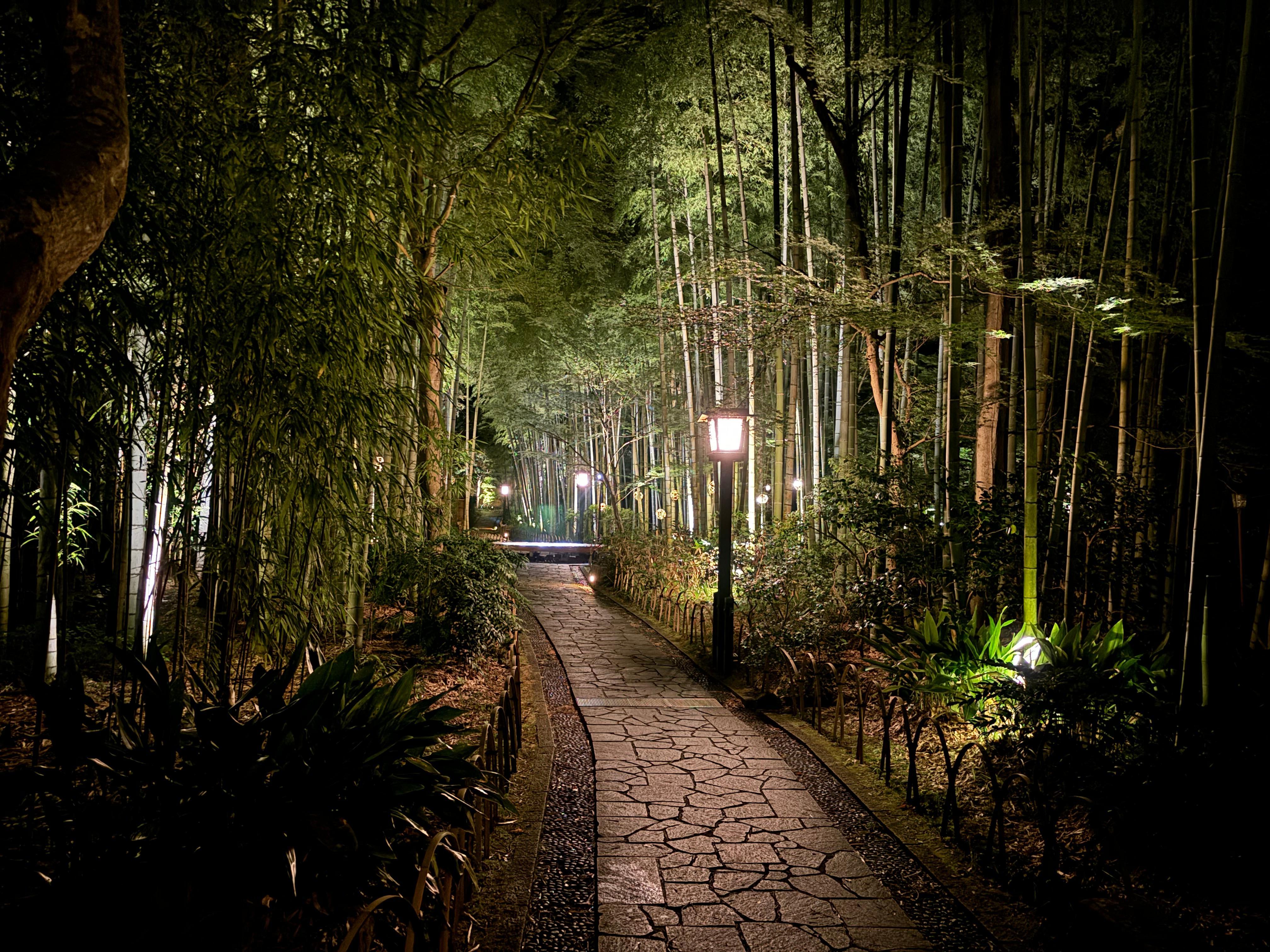 The nearby bamboo forest walk, very nice at night