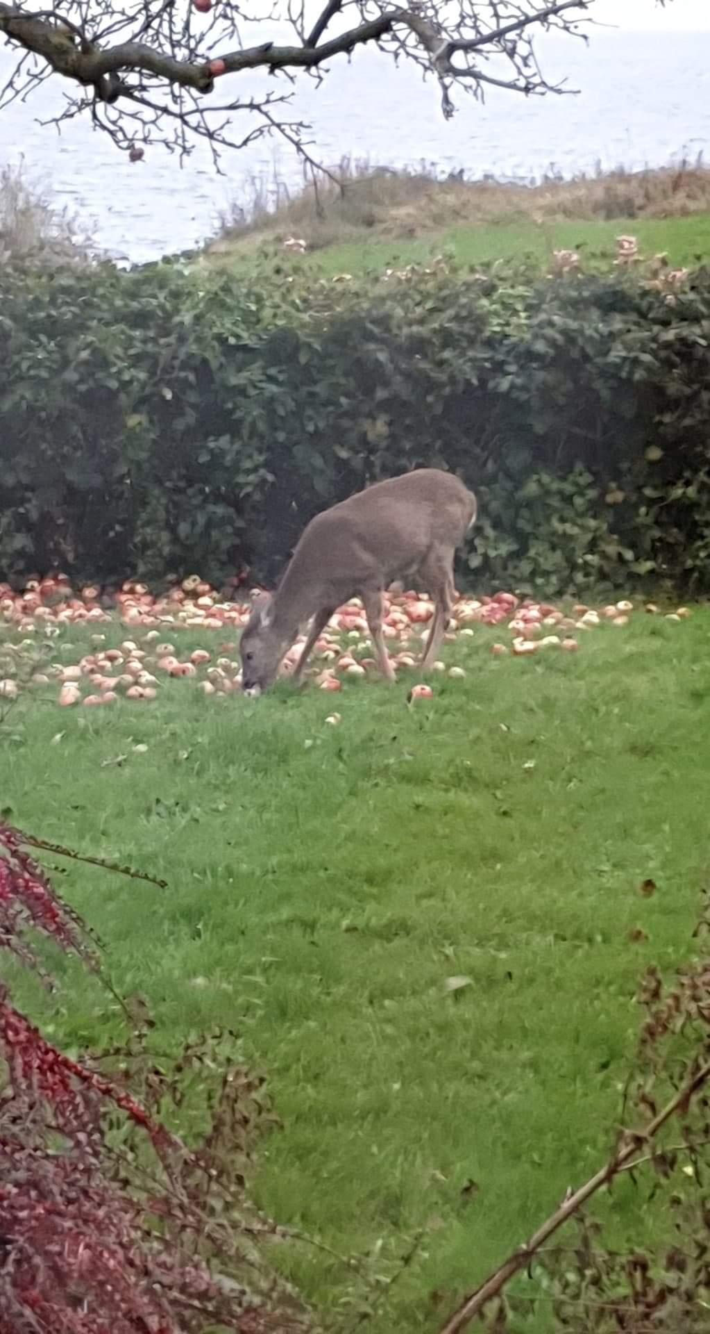 Bes biches viennent se nourrir de pommes dans le jardin .