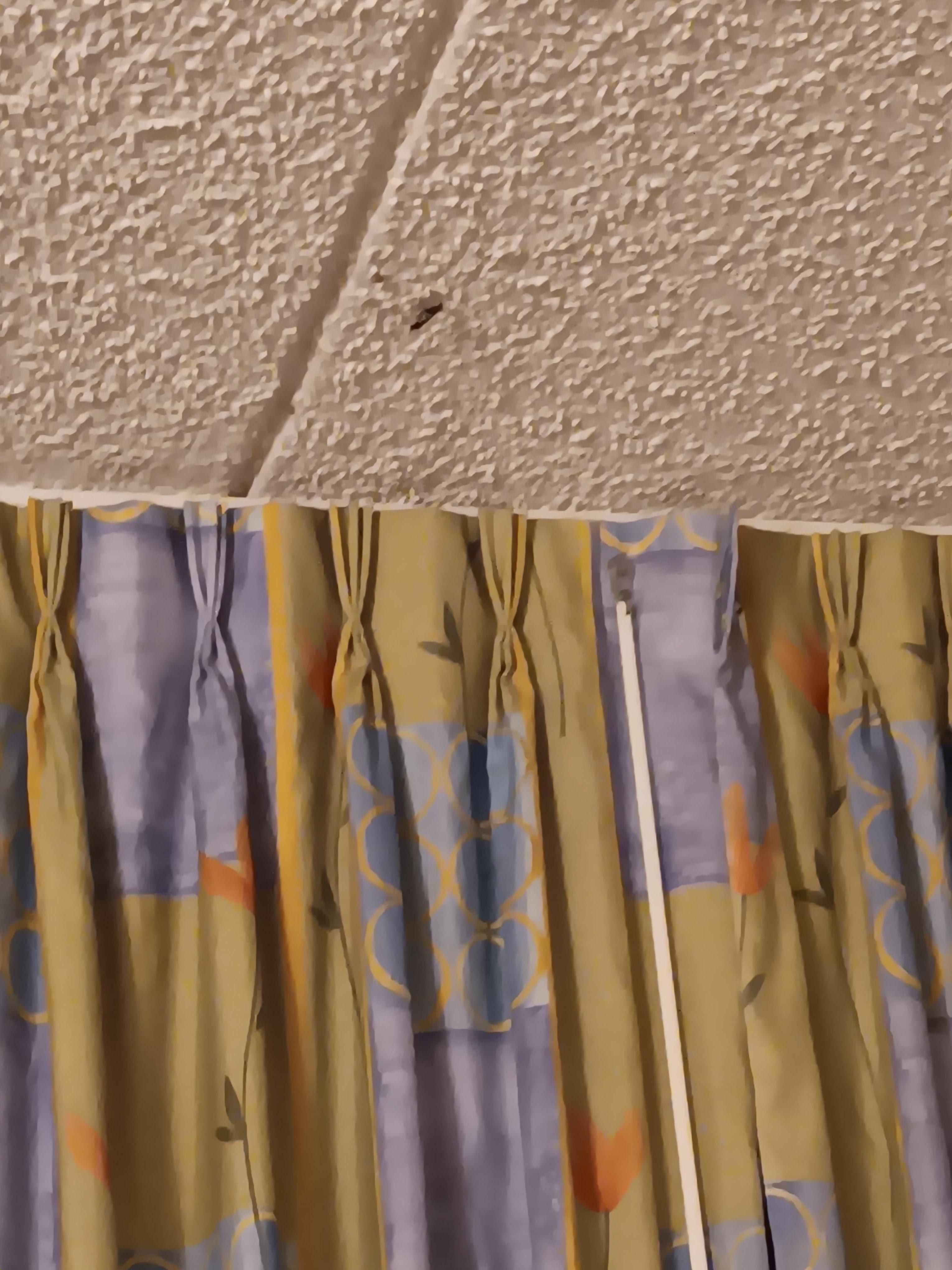 next bug family