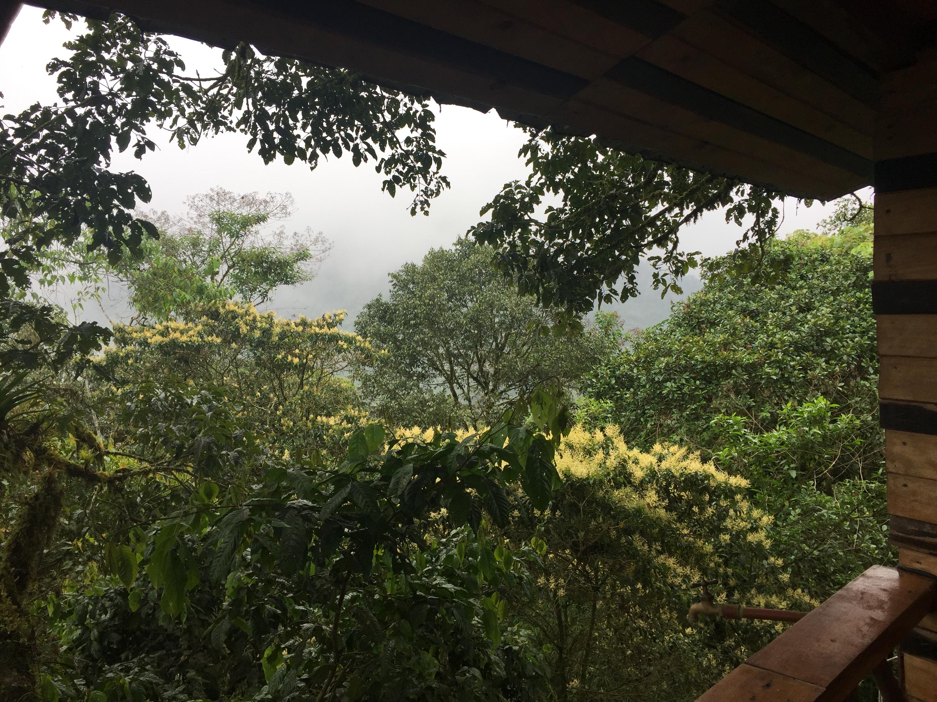 Vue de cabane dans l’arbre