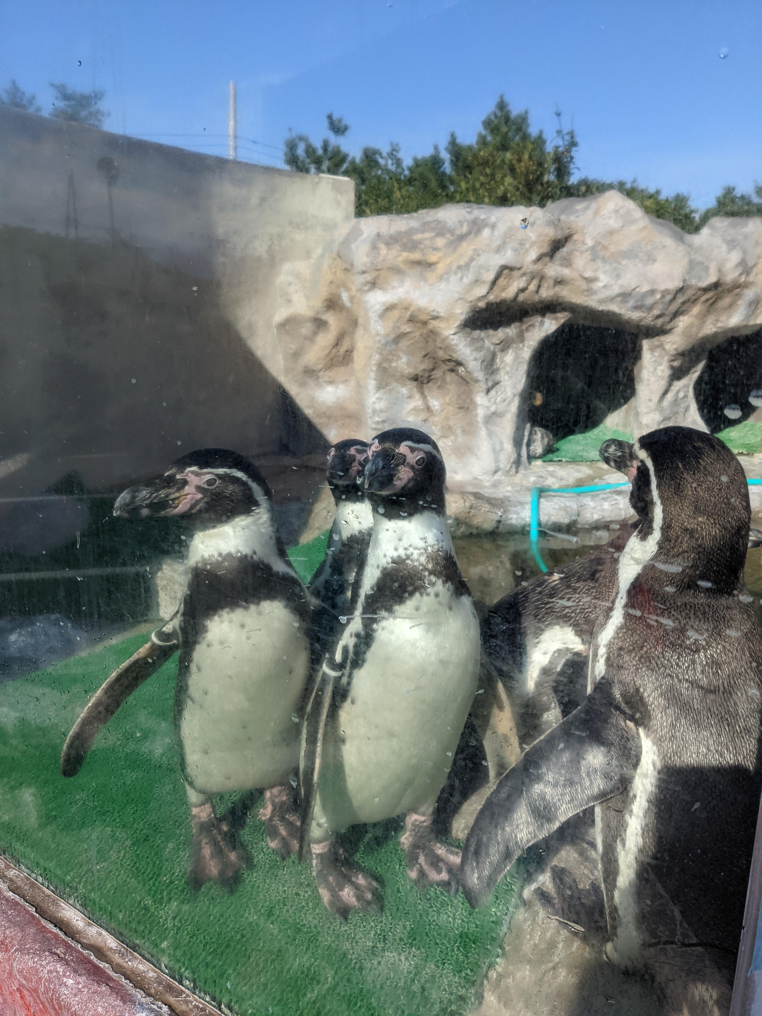 出迎えてくれる愉快なペンギン