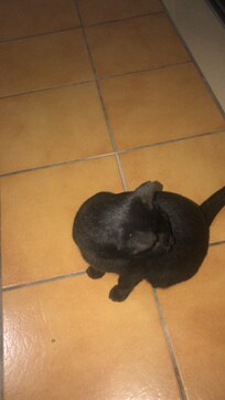 The lovely black cat