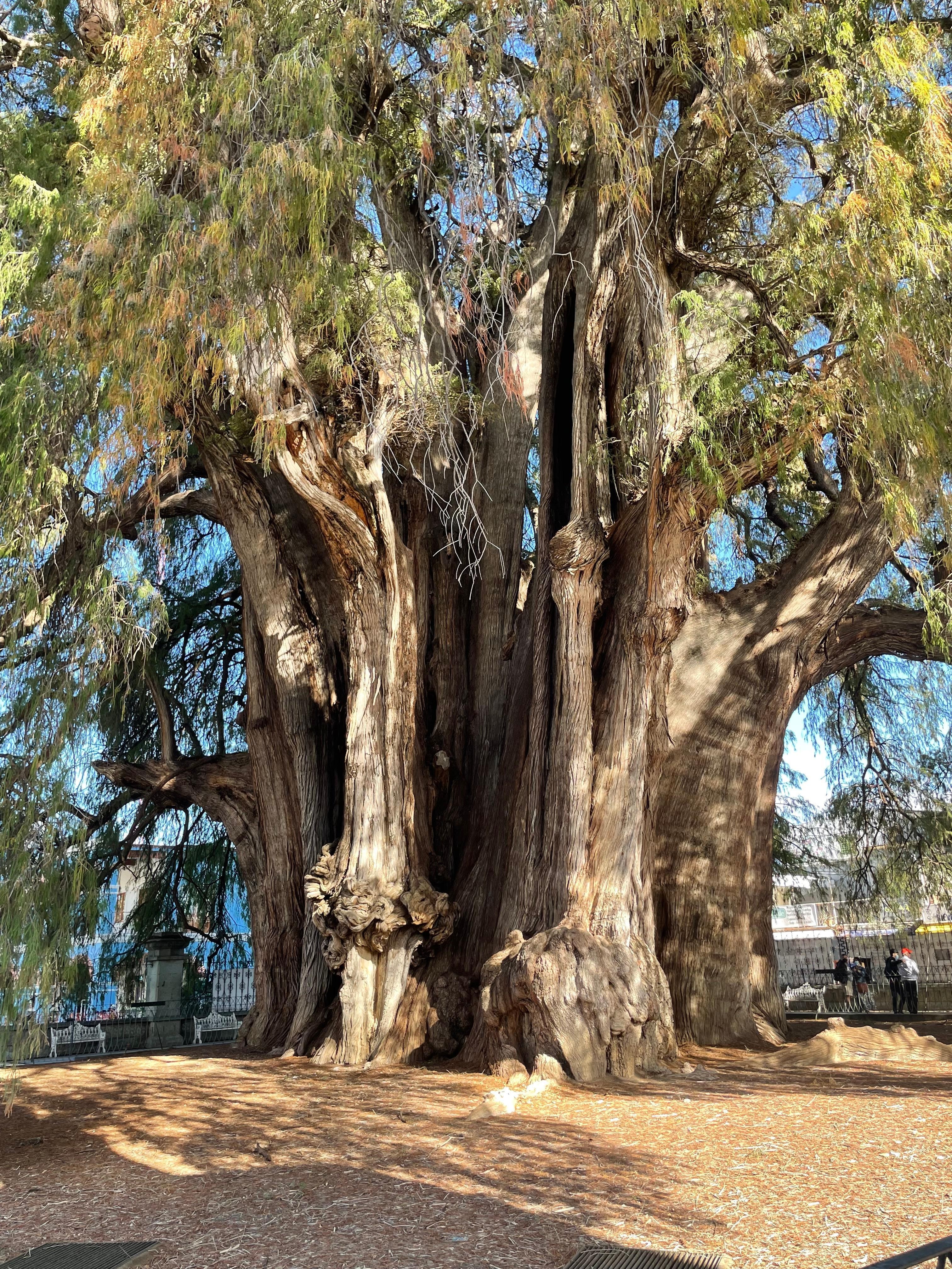 ホテルからクルマで30分ほどの場所にある世界で一番横幅のあるTULEの樹木