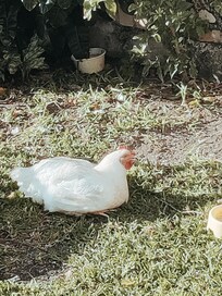 La poule