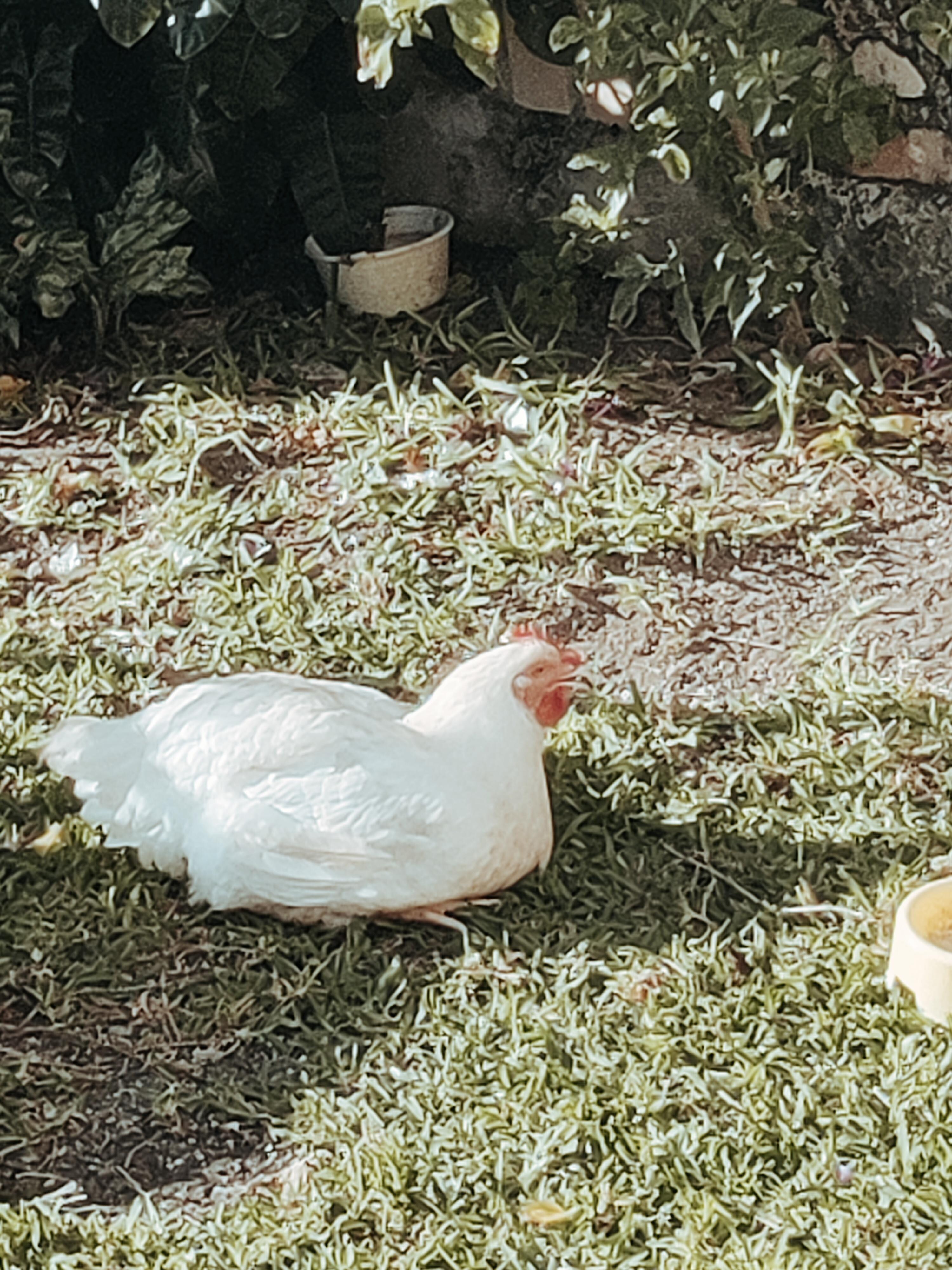 La poule