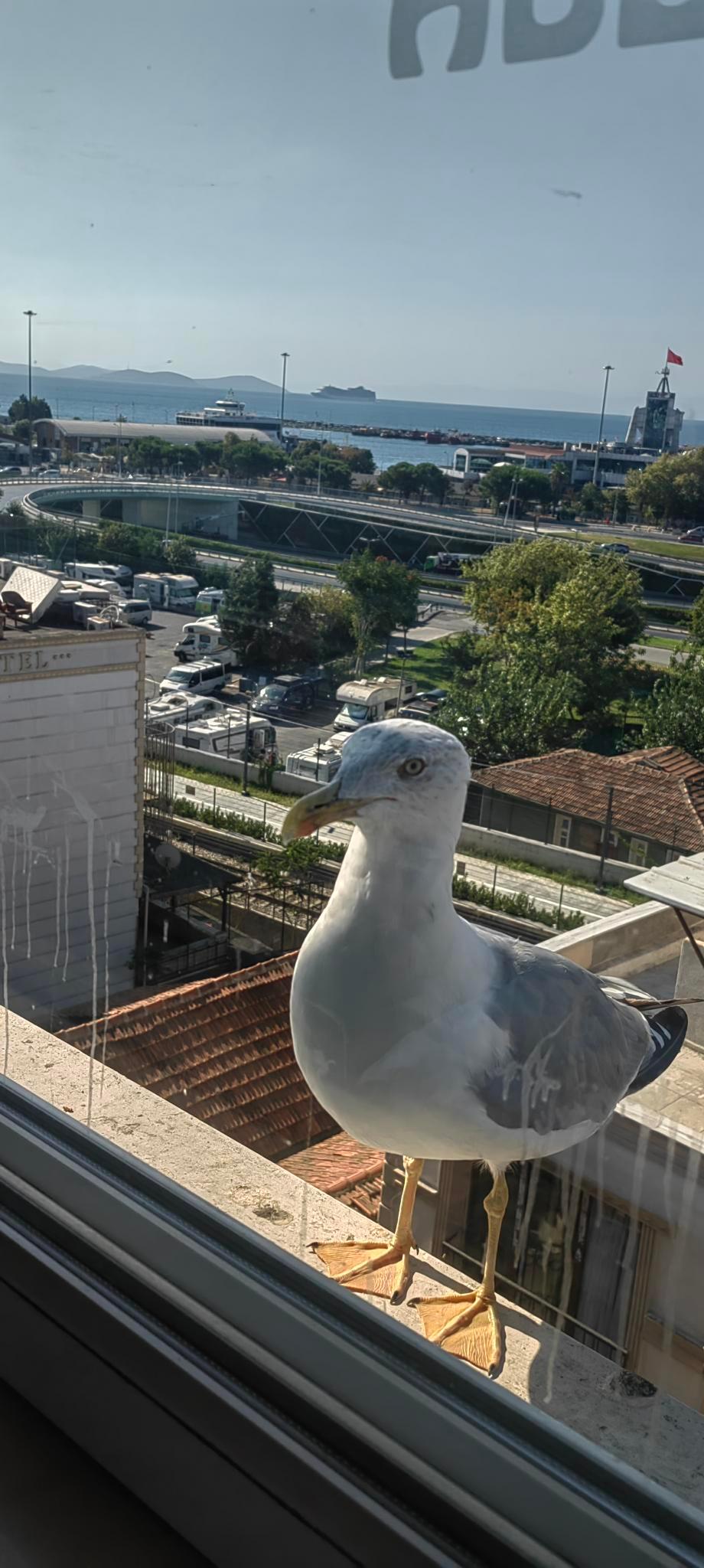 Her sabah bizimle keyfli kahvaltı yapan martı